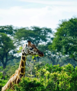 giraffe