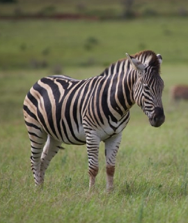 zebra